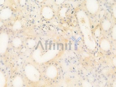 NAXD Antibody - DF15854 at 1/100 staining human normal kidney tissue by IHC-P.