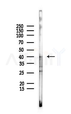 NIPA2 Antibody - Western blot analysis of lysates from Mouse kidney, using NIPA2 Antibody at 1/1000 dilution.