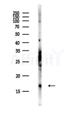 AGTRAP Antibody - Western blot analysis of lysates from PC12 cells(heat-shock,45min treatment), using AGTRAP Antibody at 1/1000 dilution.