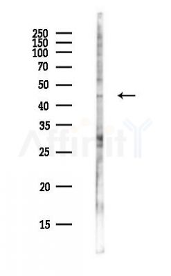 PROZ Antibody - Western blot analysis of lysates from PC12 cells(heat-shock,45min treatment), using PROZ Antibody at 1/1000 dilution.