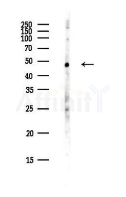 KPTN Antibody - Western blot analysis of lysates from PC12 cells(heat-shock,45min treatment), using KPTN Antibody at 1/1000 dilution.