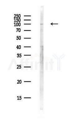 EFCAB13 Antibody - Western blot analysis of lysates from PC12 cells(heat-shock,45min treatment), using EFCAB13 Antibody at 1/1000 dilution.