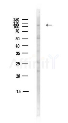 EFCAB13 Antibody - Western blot analysis of lysates from Hela cells(heat-shock,45min treatment), using EFCAB13 Antibody at 1/1000 dilution.