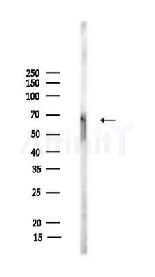 WDR20 Antibody - Western blot analysis of lysates from Mouse testis, using WDR20 Antibody at 1/1000 dilution.