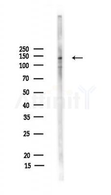 ARHGAP29 Antibody - Western blot analysis of lysates from Mouse testis, using ARHGAP29 Antibody at 1/1000 dilution.