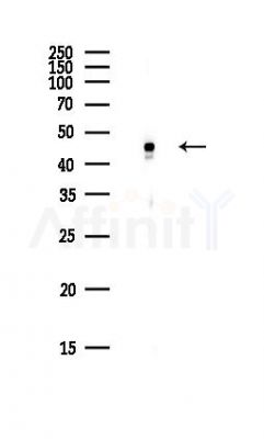 TFG Antibody - Western blot analysis of lysates from PC12 cells(heat-shock,45min treatment), using TFG Antibody at 1/1000 dilution.