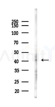 SLC2A4RG Antibody - Western blot analysis of lysates from Rat liver, using SLC2A4RG Antibody at 1/1000 dilution.