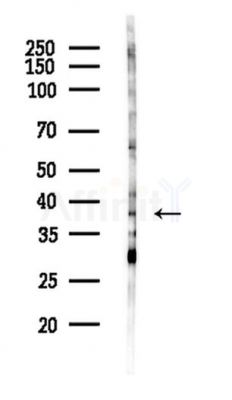 SDR16C5 Antibody - Western blot analysis of lysates from Mouse brain, using SDR16C5 Antibody at 1/1000 dilution.