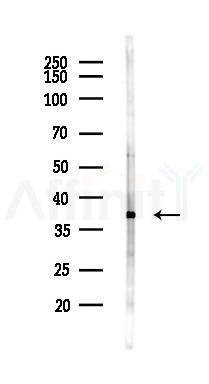 ASPRV1 Antibody - Western blot analysis of lysates from Rat liver, using ASPRV1 Antibody at 1/1000 dilution.