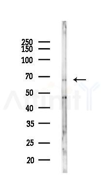 MPP7 Antibody - Western blot analysis of lysates from Rat liver, using MPP7 Antibody at 1/1000 dilution.