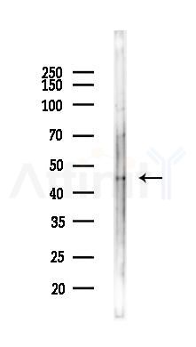 MPPE1 Antibody - Western blot analysis of lysates from Rat liver, using MPPE1 Antibody at 1/1000 dilution.