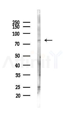 NHLRC2 Antibody - Western blot analysis of lysates from Mouse testis, using NHLRC2 Antibody at 1/1000 dilution.