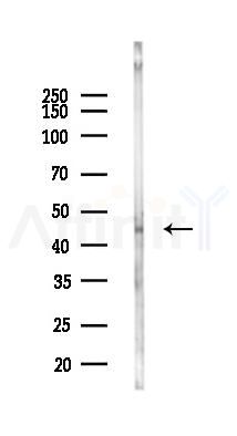TEX9 Antibody - Western blot analysis of lysates from Rat liver, using TEX9 Antibody at 1/1000 dilution.