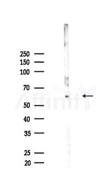 DMRT2 Antibody - Western blot analysis of lysates from Mouse lung, using DMRT2 Antibody at 1/1000 dilution.