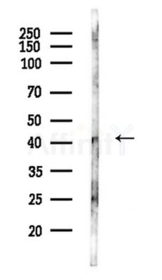 IER5L Antibody - Western blot analysis of lysates from Mouse brain, using IER5L Antibody at 1/1000 dilution.