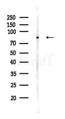 PLEKHG6 Antibody - Western blot analysis of lysates from Mouse brain, using PLEKHG6 Antibody at 1/1000 dilution.