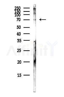 INSM2 Antibody - Western blot analysis of lysates from Hela cells(heat-shock,45min treatment), using INSM2 Antibody at 1/1000 dilution.