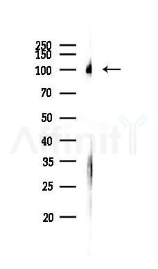 GAREM2 Antibody - Western blot analysis of lysates from Mouse brain, using GAREM2 Antibody at 1/1000 dilution.