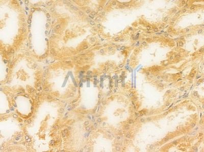 GAREM2 Antibody - DF16019 at 1/100 staining human normal kidney tissue by IHC-P.