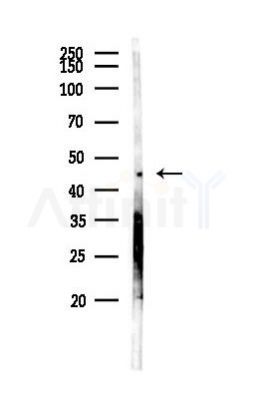 NCF1C Antibody - Western blot analysis of lysates from Mouse brain, using NCF1C Antibody at 1/1000 dilution.