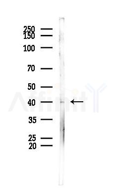 COQ3 Antibody - Western blot analysis of lysates from PC12 cells, using COQ3 Antibody at 1/1000 dilution.