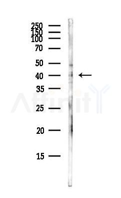 COQ3 Antibody - Western blot analysis of lysates from Hela cells(heat-shock,45min treatment), using COQ3 Antibody at 1/1000 dilution.