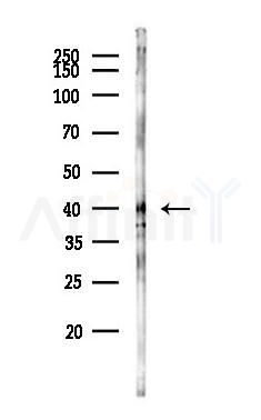 COQ3 Antibody - Western blot analysis of lysates from Mouse brain, using COQ3 Antibody at 1/1000 dilution.