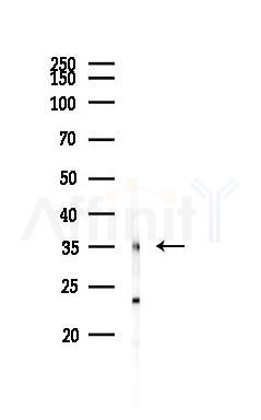 GET4 Antibody - Western blot analysis of lysates from Mouse brain, using GET4 Antibody at 1/1000 dilution.