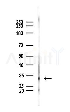 RNF166 Antibody - Western blot analysis of lysates from PC12 cells, using RNF166 Antibody at 1/1000 dilution.