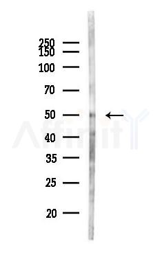 MINDY1 Antibody - Western blot analysis of lysates from PC12 cells, using MINDY1 Antibody at 1/1000 dilution.