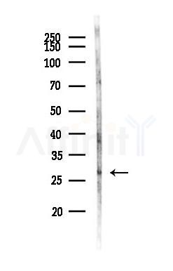 LRRC3B Antibody - Western blot analysis of lysates from Mouse brain, using LRRC3B Antibody at 1/1000 dilution.