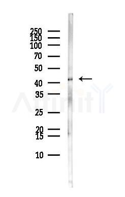 TRMT10C Antibody - Western blot analysis of lysates from MCF7 cells(heat-shock,45min treatment), using TRMT10C Antibody at 1/1000 dilution.