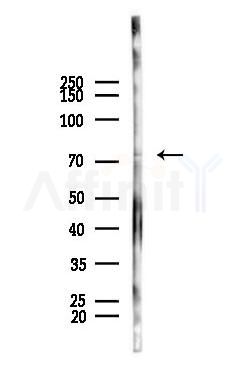 ZNF233 Antibody - Western blot analysis of lysates from PC12 cells, using ZNF233 Antibody at 1/1000 dilution.