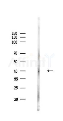 DECR1 Antibody - Western blot analysis of lysates from HepG2 cells(LPS,4h treatment), using DECR1 Antibody at 1/1000 dilution.