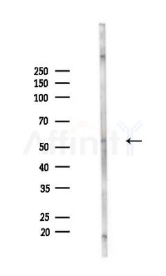 FMO2 Antibody - Western blot analysis of lysates from Mouse lung, using FMO2 Antibody at 1/1000 dilution.