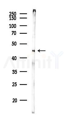 TUFT1 Antibody - Western blot analysis of lysates from Rat liver, using TUFT1 Antibody at 1/1000 dilution.