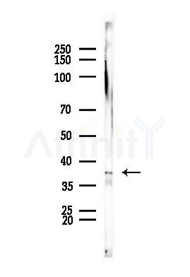 ACMSD Antibody - Western blot analysis of lysates from Mouse muscle, using ACMSD Antibody at 1/1000 dilution.