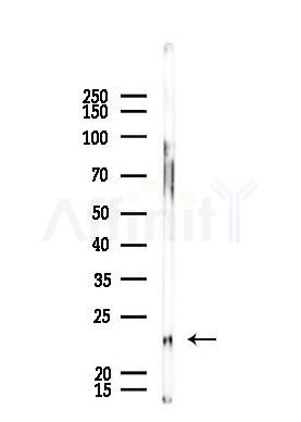 VBP1 Antibody - Western blot analysis of lysates from A375 cells, using VBP1 Antibody at 1/1000 dilution.
