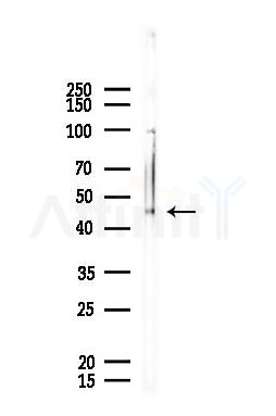 KRR1 Antibody - Western blot analysis of lysates from A375 cells, using KRR1 Antibody at 1/1000 dilution.
