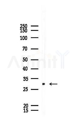 PEF1 Antibody - Western blot analysis of lysates from A375 cells, using PEF1 Antibody at 1/1000 dilution.