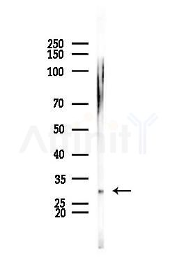 PEF1 Antibody - Western blot analysis of lysates from Mouse muscle, using PEF1 Antibody at 1/1000 dilution.