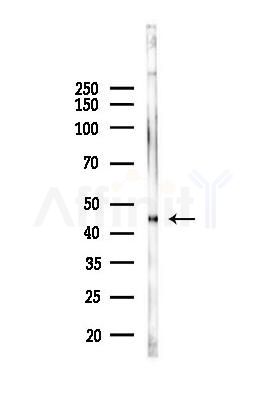 MRPS5 Antibody - Western blot analysis of lysates from A375 cells, using MRPS5 Antibody at 1/1000 dilution.