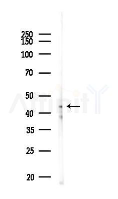 SEPHS1 Antibody - Western blot analysis of lysates from Rat liver, using SEPHS1 Antibody at 1/1000 dilution.