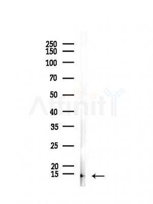 GNG11 Antibody - Western blot analysis of lysates from Rat lung, using GNG11 Antibody at 1/1000 dilution.