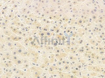PSPC1 Antibody - DF2220 at 1/100 staining human normal liver tissue by IHC-P.