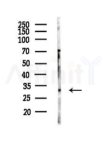 SYF2 Antibody - Western blot analysis of lysates from Mouse liver, using SYF2 Antibody at 1/1000 dilution.