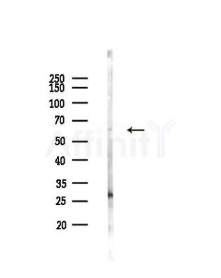CCNL2 Antibody - Western blot analysis of lysates from PC12 cells, using CCNL2 Antibody at 1/1000 dilution.