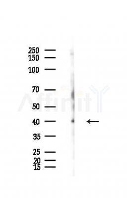 CENPN Antibody - Western blot analysis of lysates from Mouse testis, using CENPN Antibody at 1/1000 dilution.