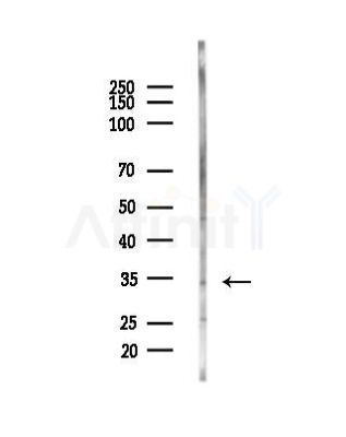 MORG1 Antibody - Western blot analysis of lysates from Mouse testis, using MORG1 Antibody at 1/1000 dilution.