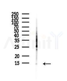 Galectin 1 Antibody - Western blot analysis of lysates from Hela cells(heat-shock,45min treatment), using Galectin 1 Antibody at 1/1000 dilution.